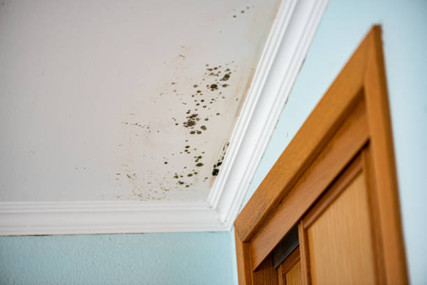 Best Mold Damage Restoration  in Robinwood, MD